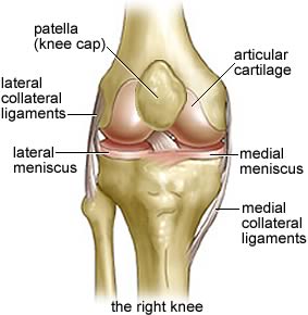 Knee Joint Front View