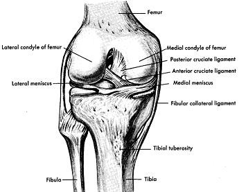 Knee Joint Ligaments and Menisci