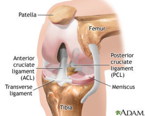 Anatomy of a healthy knee joint