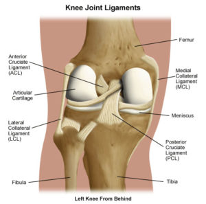knee joint ligaments